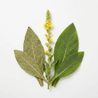 Wild Crafted Mullein Leaf Extract